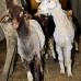 goat_giza_cai_v_0040_egy1142.jpg